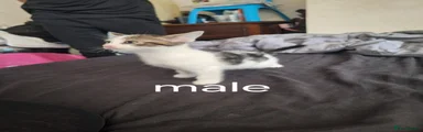 Mixed Breed 1