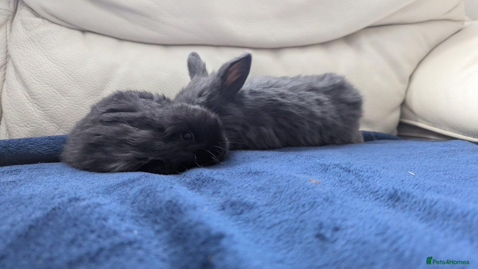 Mixed Breed rabbits Pretty rabbits for sale - Advert 1