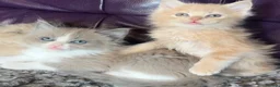 Ragdoll cats for sale: Full pedigree registered tica mink/sepia babies  - Advert 4