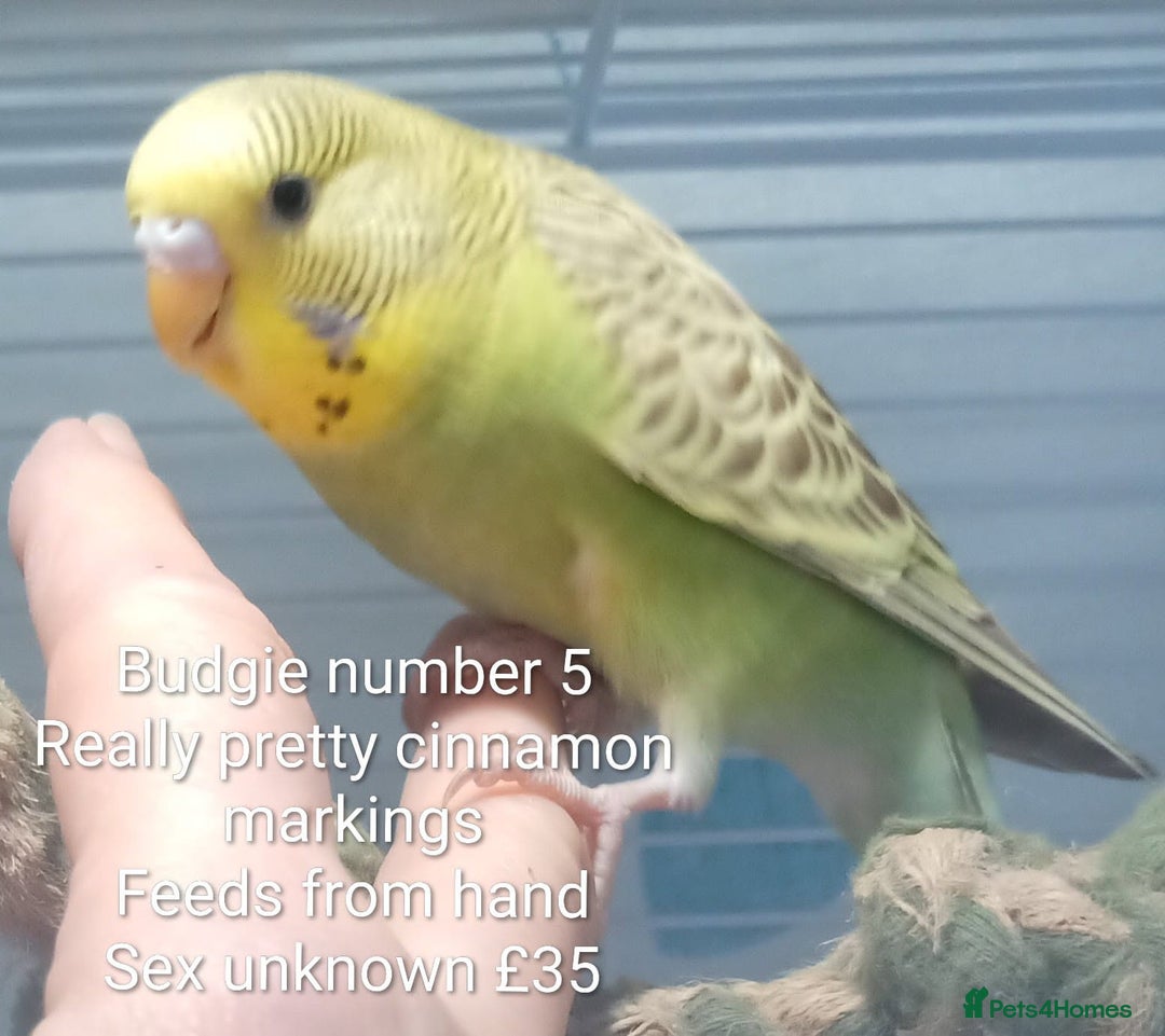 Budgerigars birds for sale: Superb home bred beautifully coloured baby budgies - Image 12