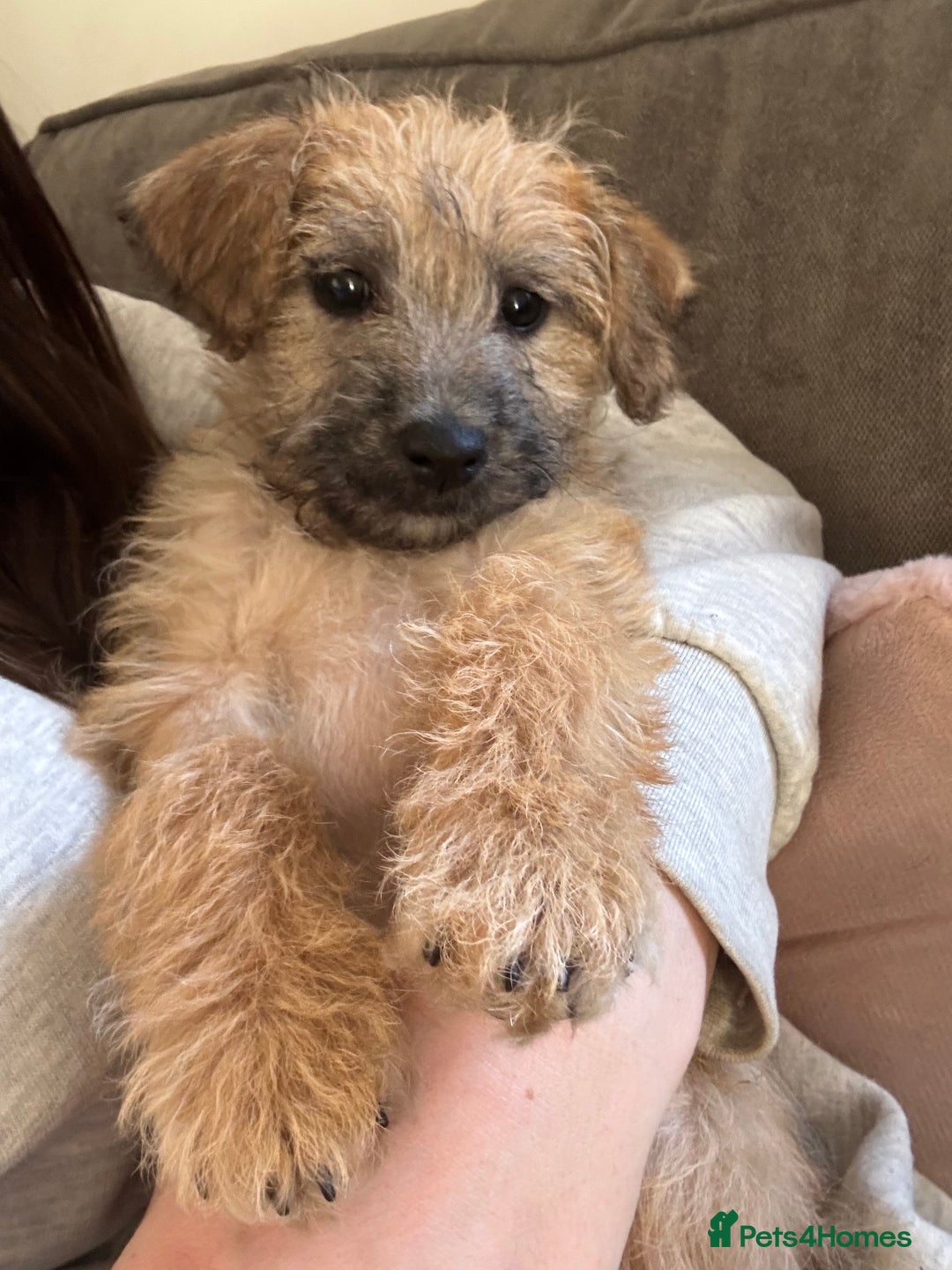 Mixed Breed dogs for sale: Norfolk terrier x border terrier  - Advert 2