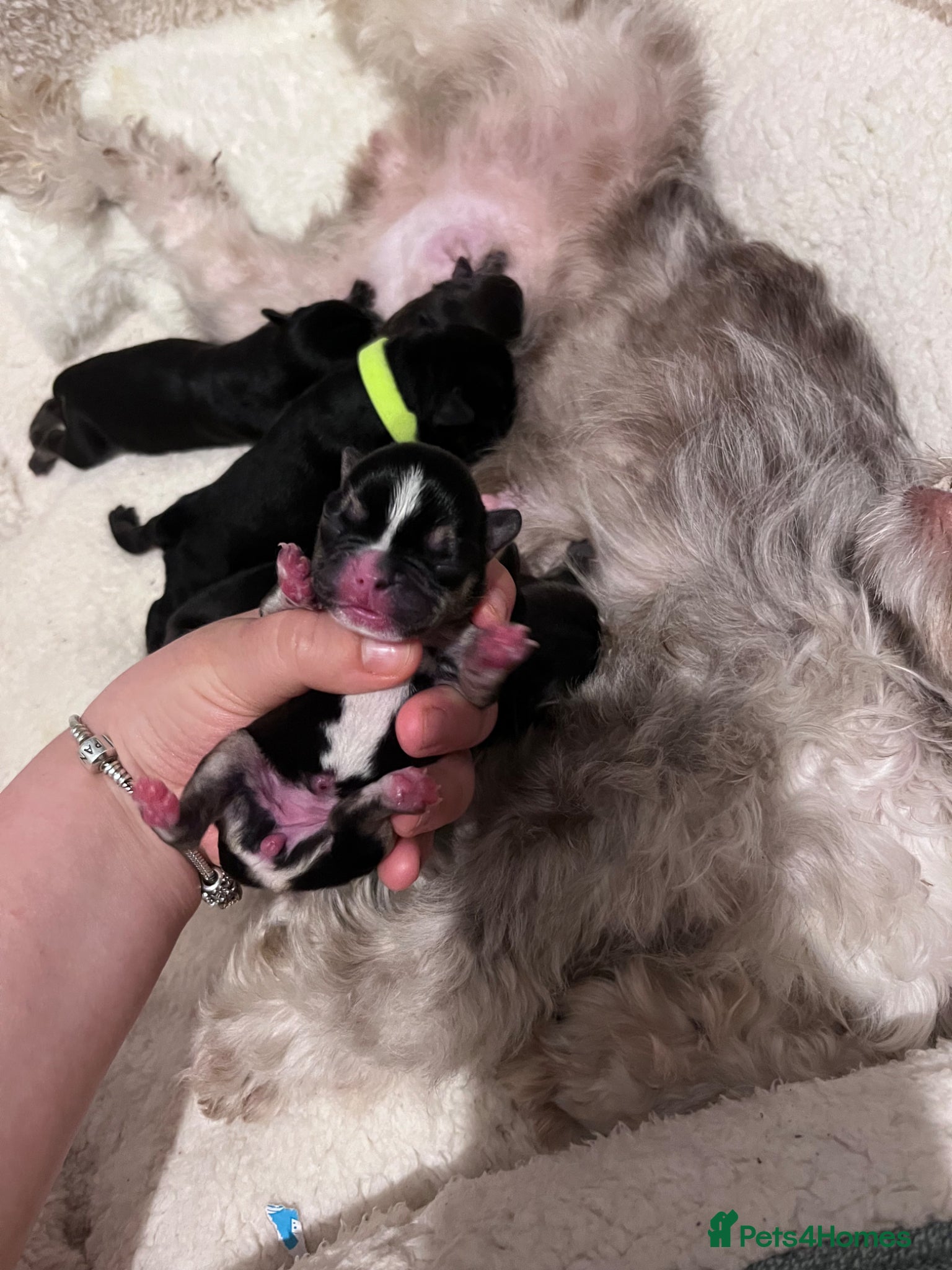 French Bulldog dogs Fluffy Frenchie puppies  - Advert 10