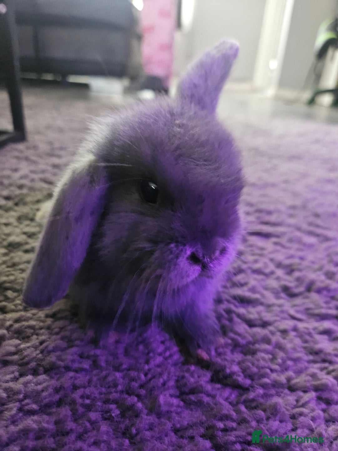 Mini Lop rabbits for sale: Baby min lops  - Image 2