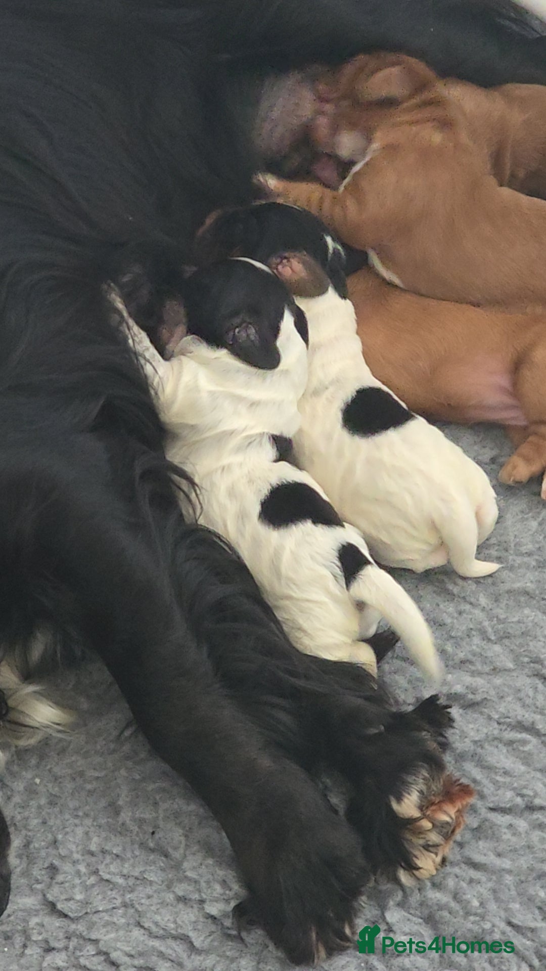 Cocker Spaniel dogs for sale: Pedigree working cocker puppies  - Image 2