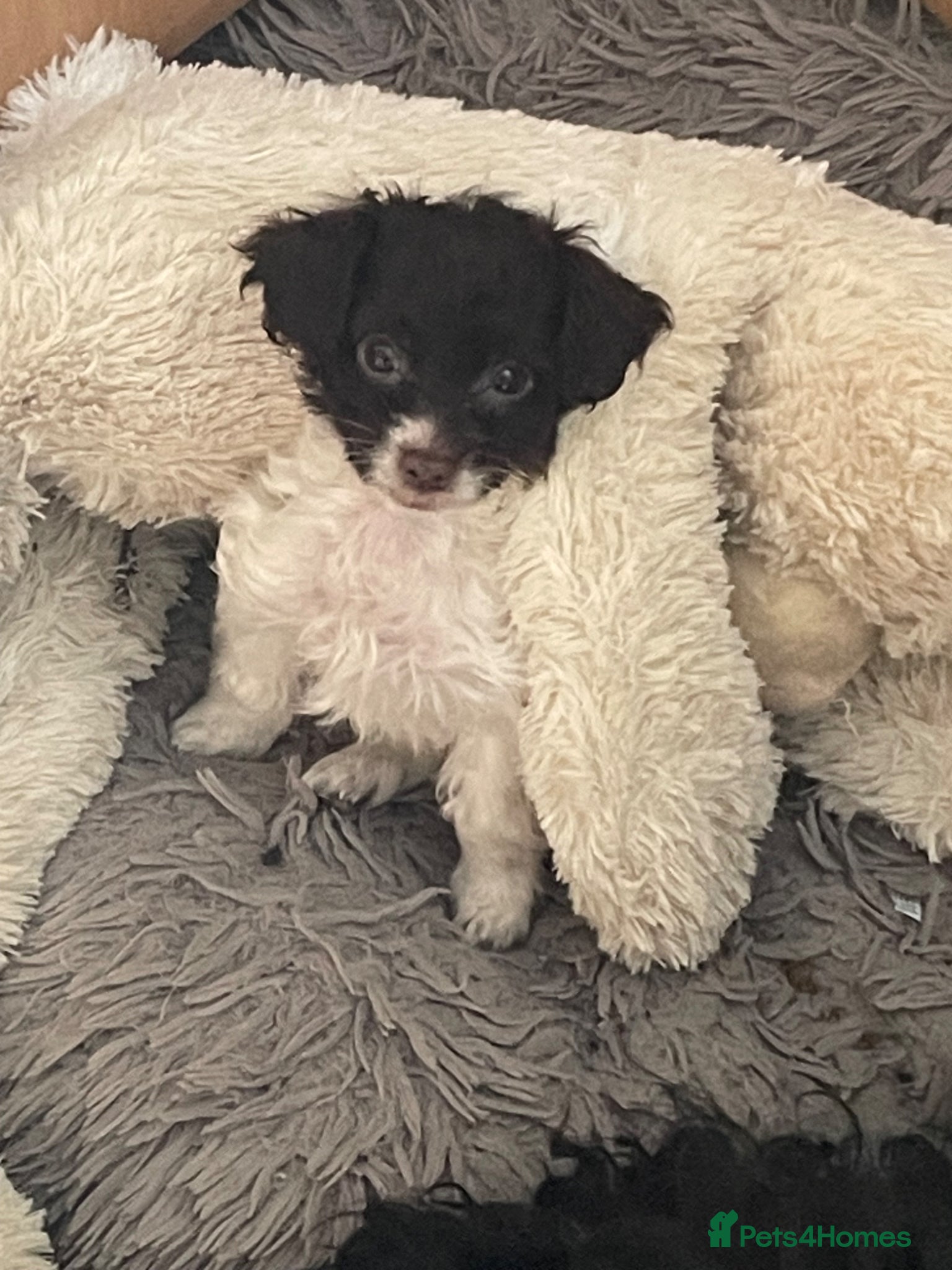 Cockapoo dogs Miniature cockapoos for sale  - Advert 5