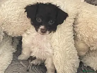 Cockapoo dogs Miniature cockapoos for sale - Advert 5