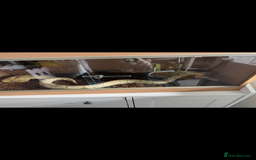 Python Snake reptiles for sale: Male Banana/caramel royal python with full set up  - Image 14