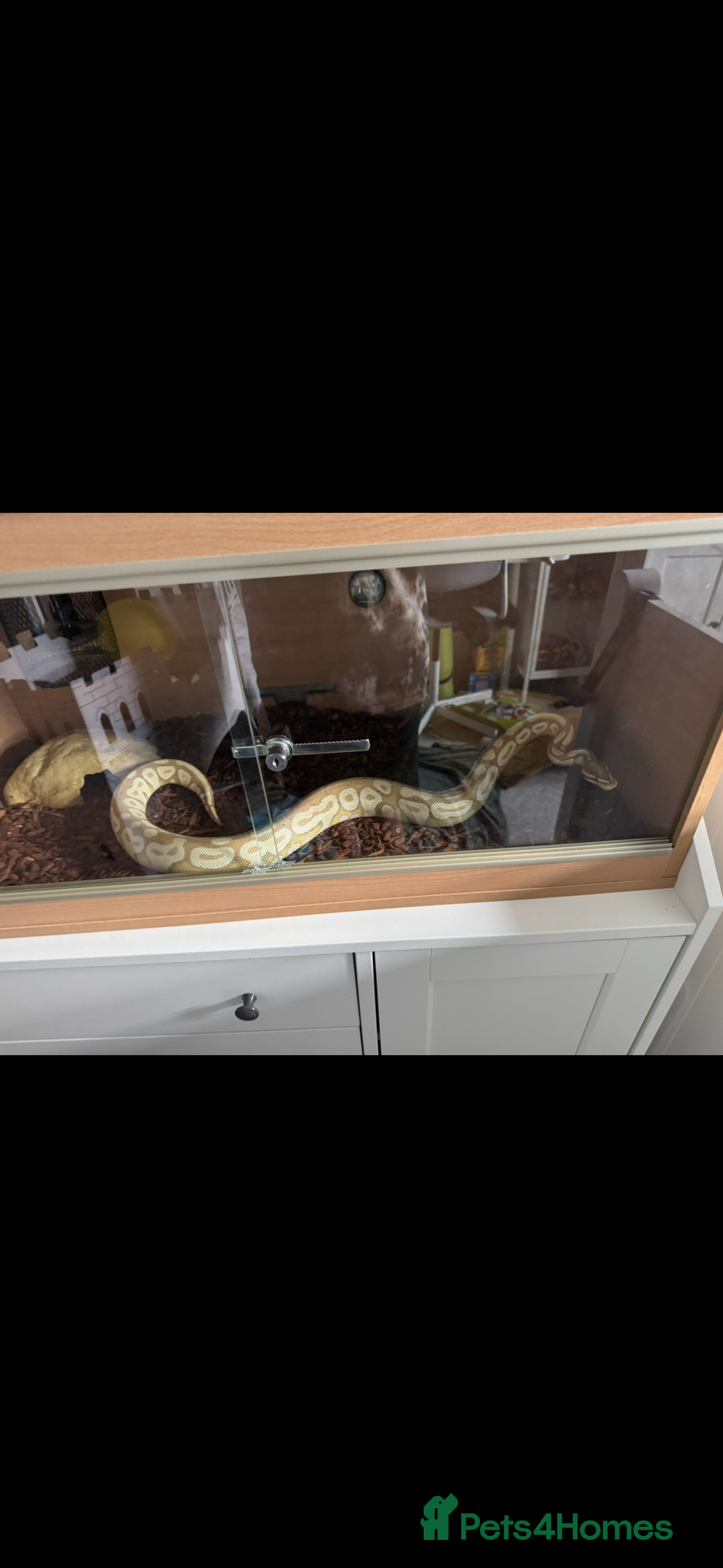 Python Snake reptiles for sale: Male Banana/caramel royal python with full set up  - Image 14
