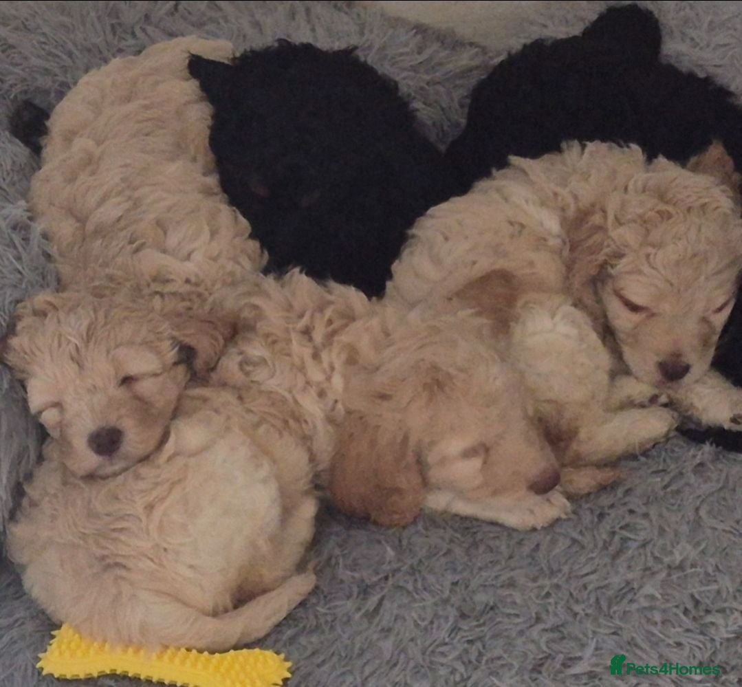 Cockapoo dogs Five F1 gorgeous Cockapoos mother & father present - Advert 11