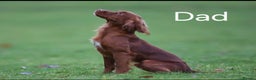 Cocker Spaniel dogs for sale: Gorgeous KC reg red cocker spaniel pups  - Advert 14