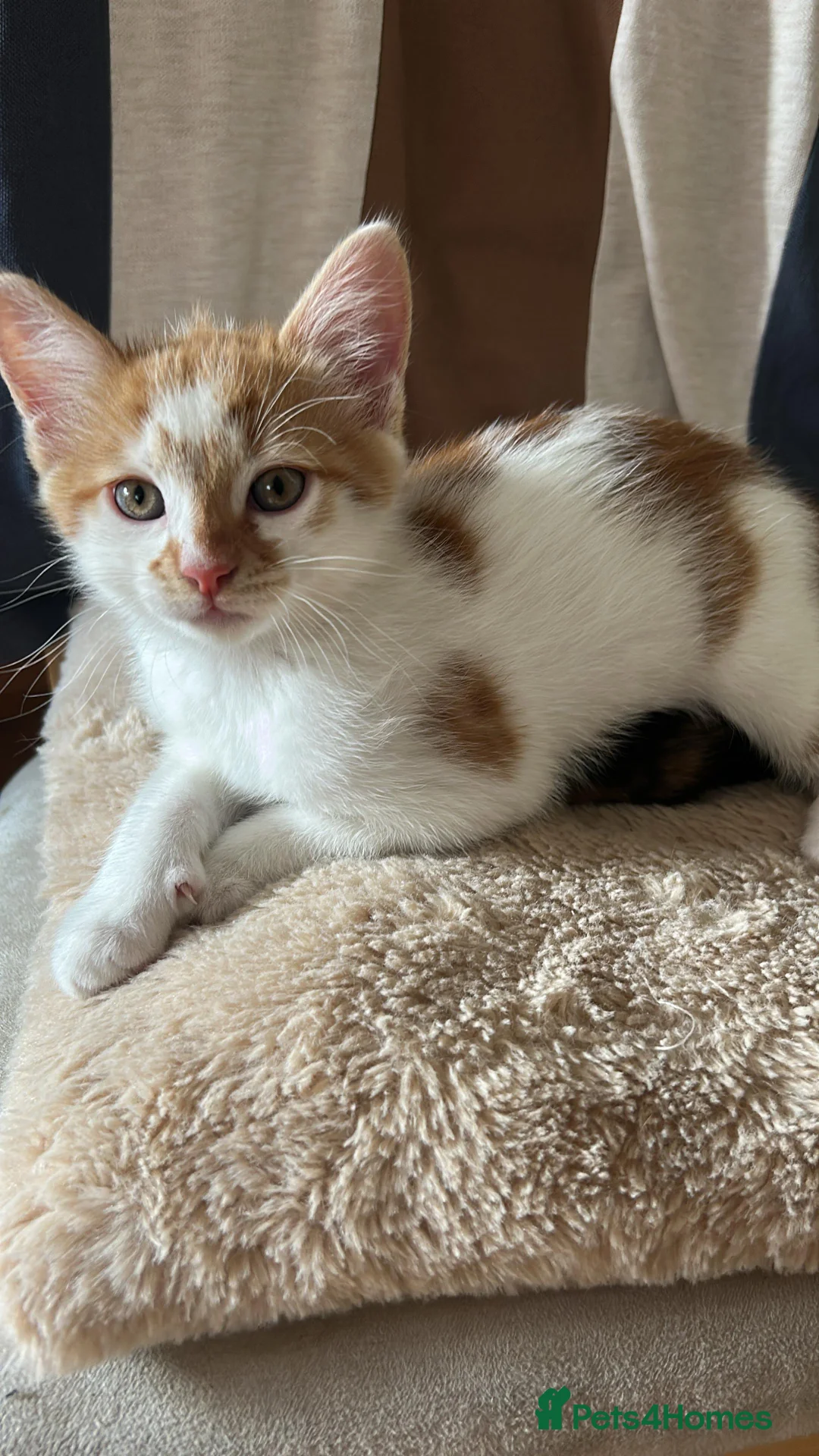 Mixed Breed cats for sale: Cute playful kittens - Advert 2