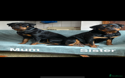 Rottweiler dogs for sale: 🏆(Kc)Champion bloodline Rottweiler puppies. - Image 13