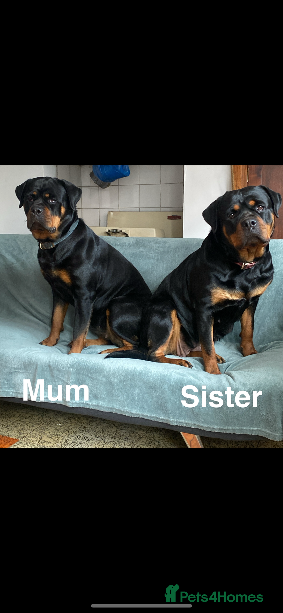 Rottweiler dogs for sale: 🏆(Kc)Champion bloodline Rottweiler puppies. - Image 13
