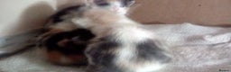 Mixed Breed cats for sale: 4 female bendal/ crossed kittens 7 week old , - Advert 7