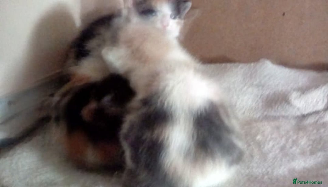 Mixed Breed cats for sale: 4 female bendal/ crossed kittens 7 week old , - Advert 7
