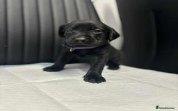 Labrador Retriever dogs for sale: Adorable KC registered fox red and black labs  - Image 11