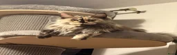 Maine Coon cats for sale: 🐾Three Beautiful Pedigree Maine Coon Boys🐾 - Advert 28