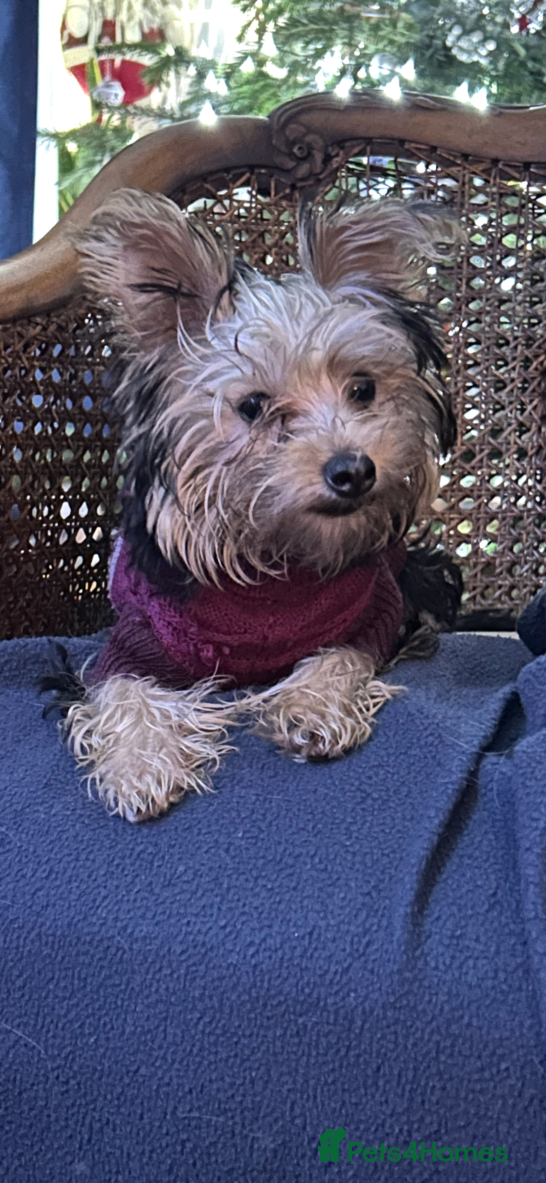 Yorkshire Terrier dogs for sale: Yorkshire terriers 1 boy 3 girls - Advert 1