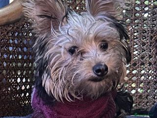 Yorkshire Terrier dogs Yorkshire terriers 1 boy 3 girls - Advert 1