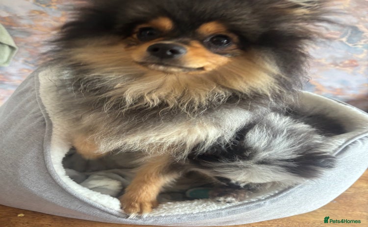 Pomeranian dogs - Advert 2
