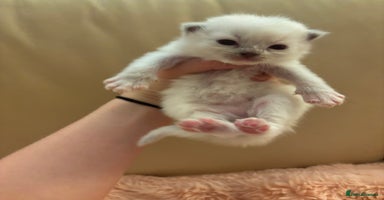 Ragdoll cats - Advert 13