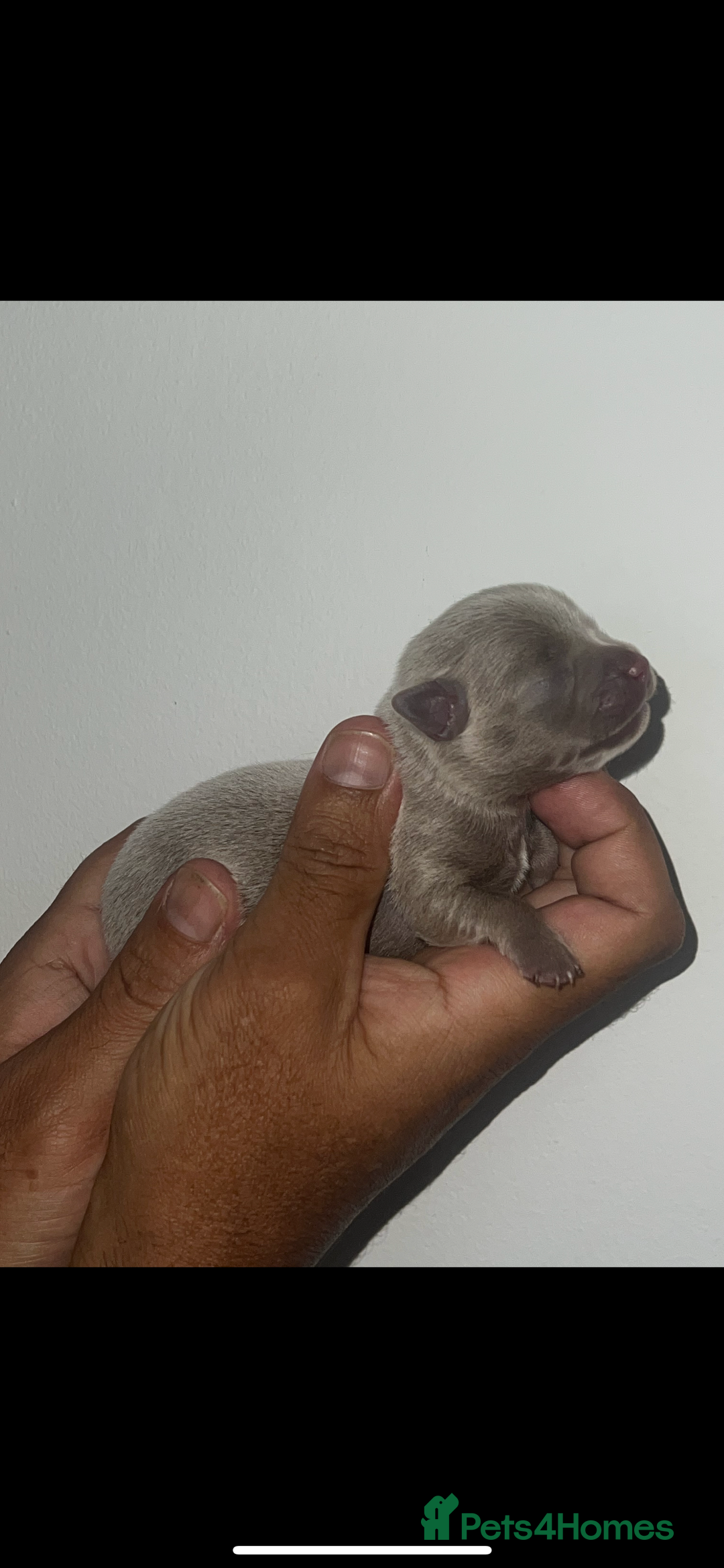 Chihuahua dogs for sale: Chihuahua puppy’s blue and lilicas  - Image 9