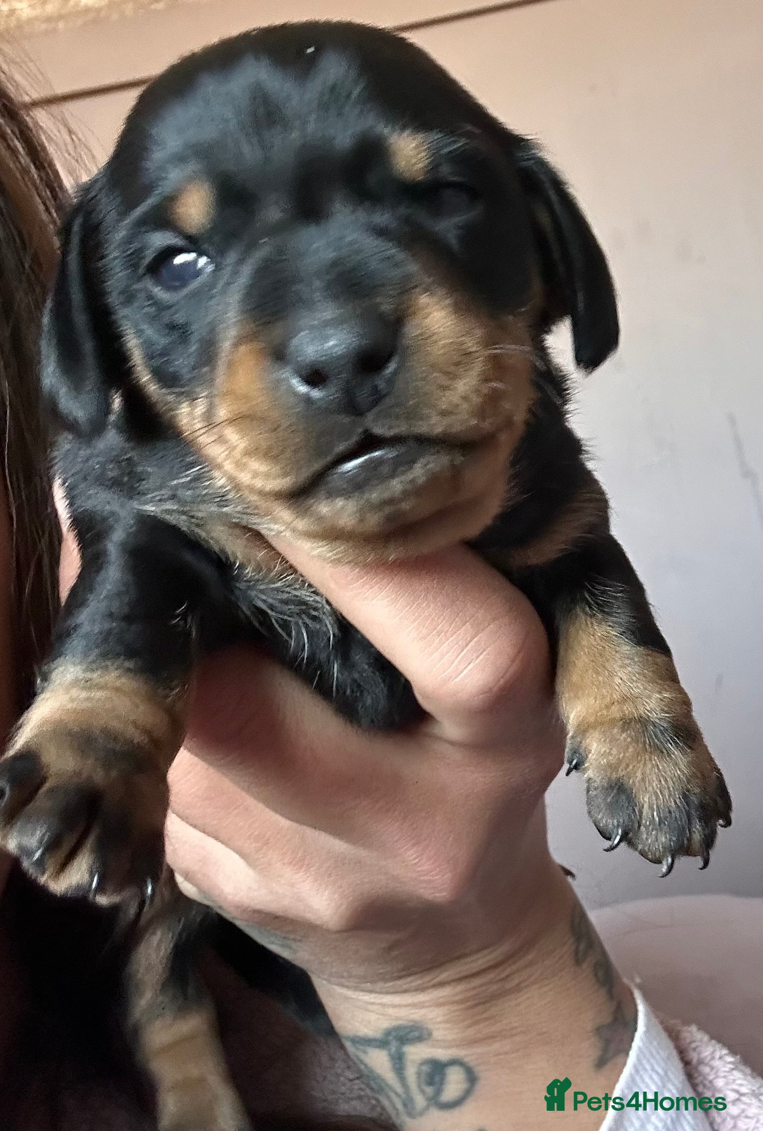 Mixed Breed dogs Miniature dachshunds cross Jack Russel  - Advert 7