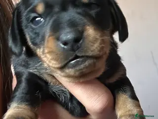 Mixed Breed dogs Miniature dachshunds cross Jack Russel - Advert 2