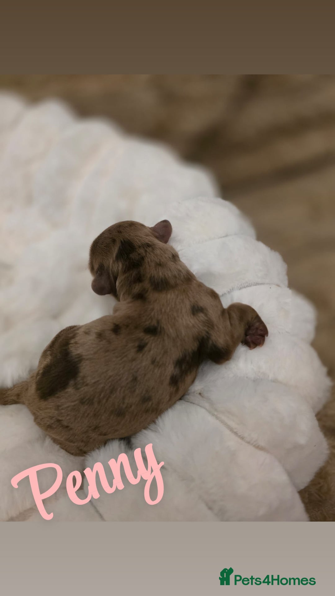 Cockapoo dogs for sale: 🤍 Beautiful F3 Multigen Cockapoo Puppies🤍 - Advert 15