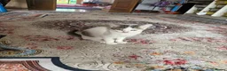 British Shorthair cats for sale: 5 cute British shorthair breed kittens  in Ilford - Advert 11