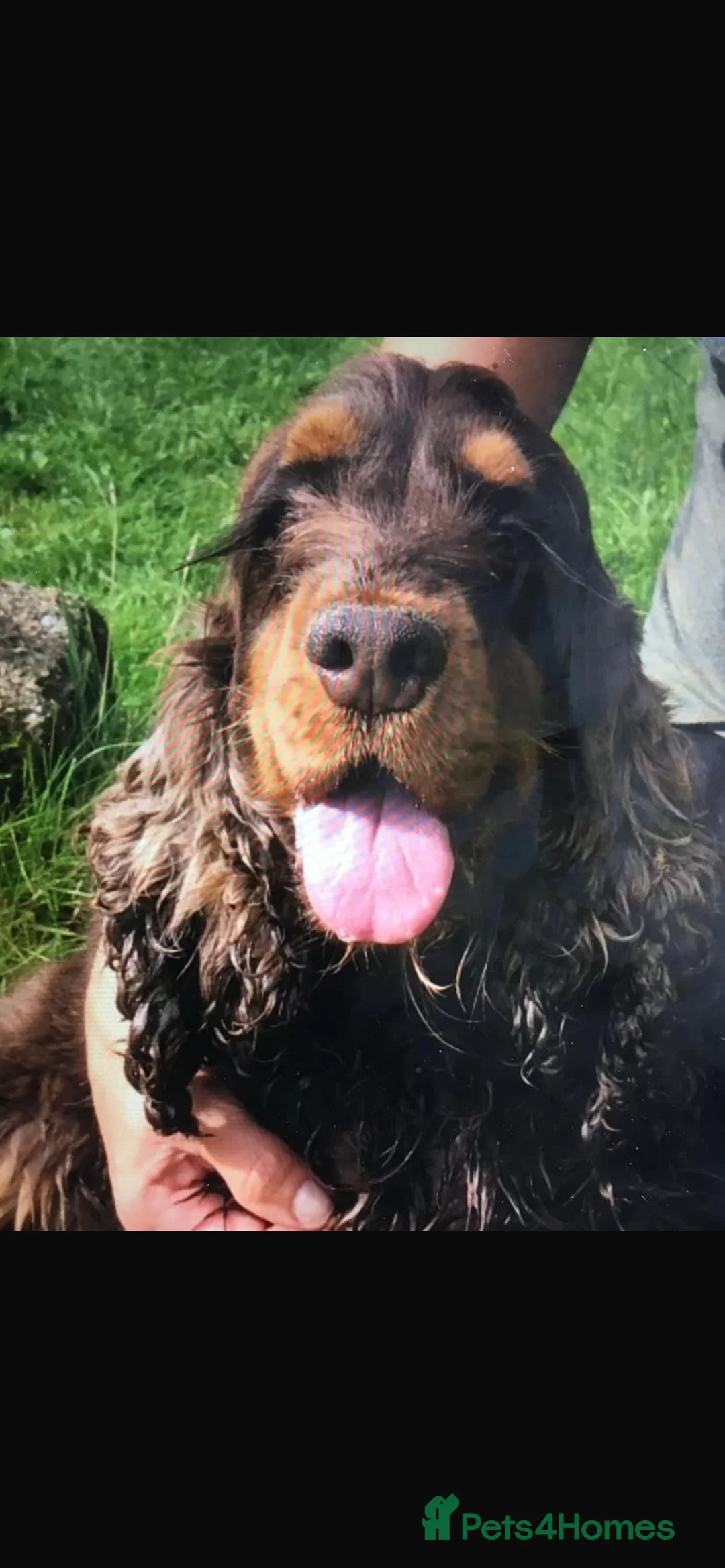Cocker Spaniel dogs for sale: Stunning show type cocker spaniel puppies  - Advert 4