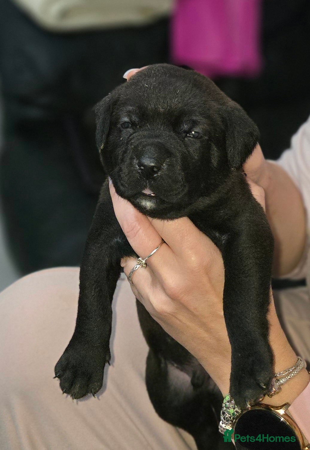 Mixed Breed dogs for sale: Beautiful Staffador/Labrastaff Puppies - Advert 2