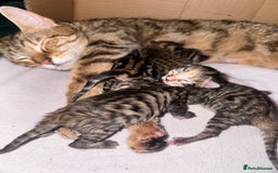 Bengal cats for sale: Bengals cross - Image 20