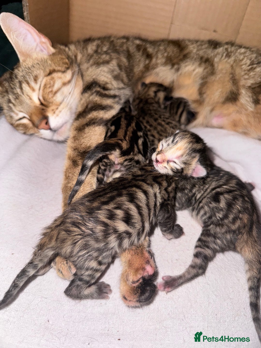 Bengal cats for sale: Bengals cross - Image 20