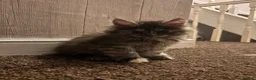 Maine Coon cats for sale: Maine Coon - Advert 5