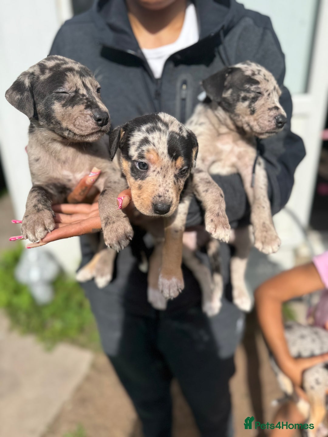 Mixed Breed dogs for sale: BorderBullies - Image 3