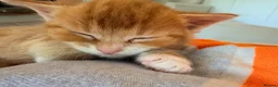 Mixed Breed cats for sale: Beautiful Ginger Kittens  - Advert 6