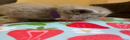 British Shorthair cats for sale: British blue shorthair GIRLS ready 20th June  - Advert 25