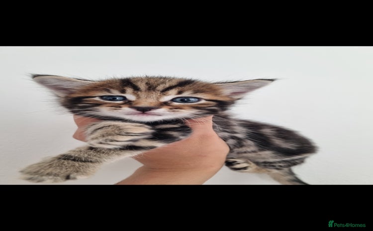 Mixed Breed cats - Advert 2