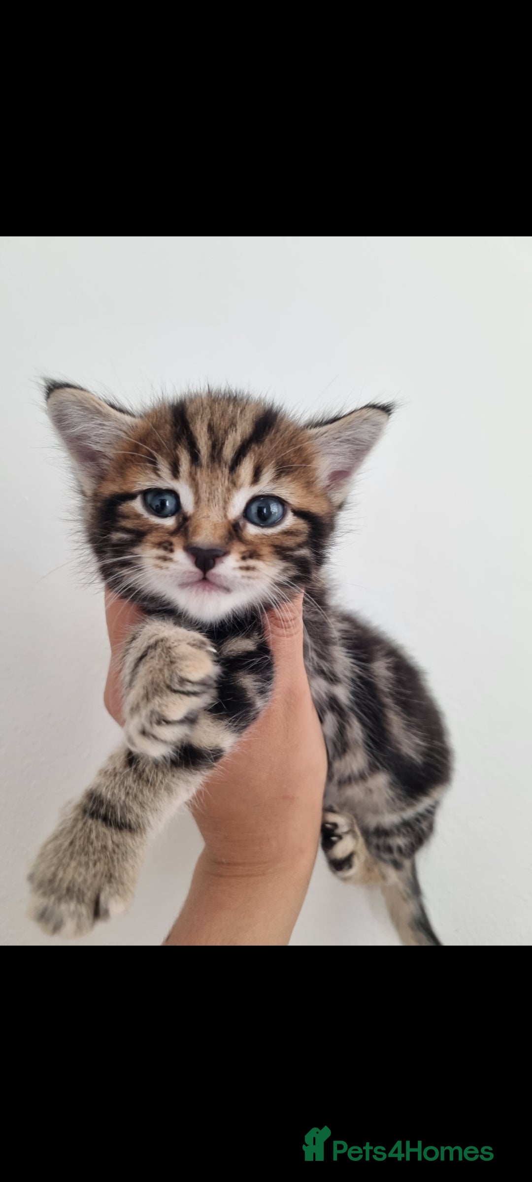 Mixed Breed cats for sale: Beautiful kittens looking for their forever homes - Image 1