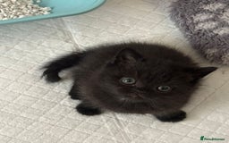 British Shorthair cats for sale: Champion bloodline British short gccf registerd  - Image 7