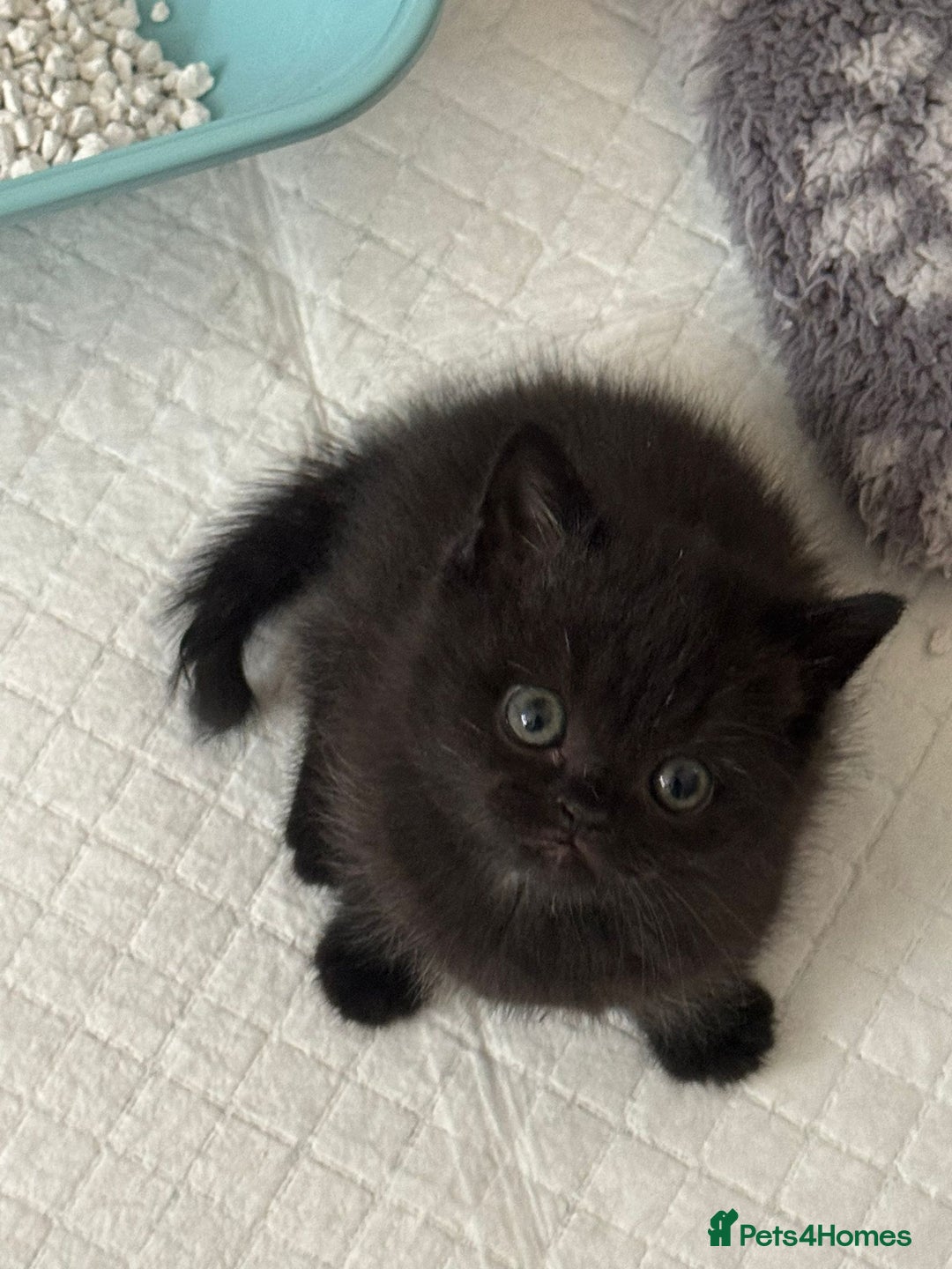 British Shorthair cats for sale: Champion bloodline British short gccf registerd  - Image 7