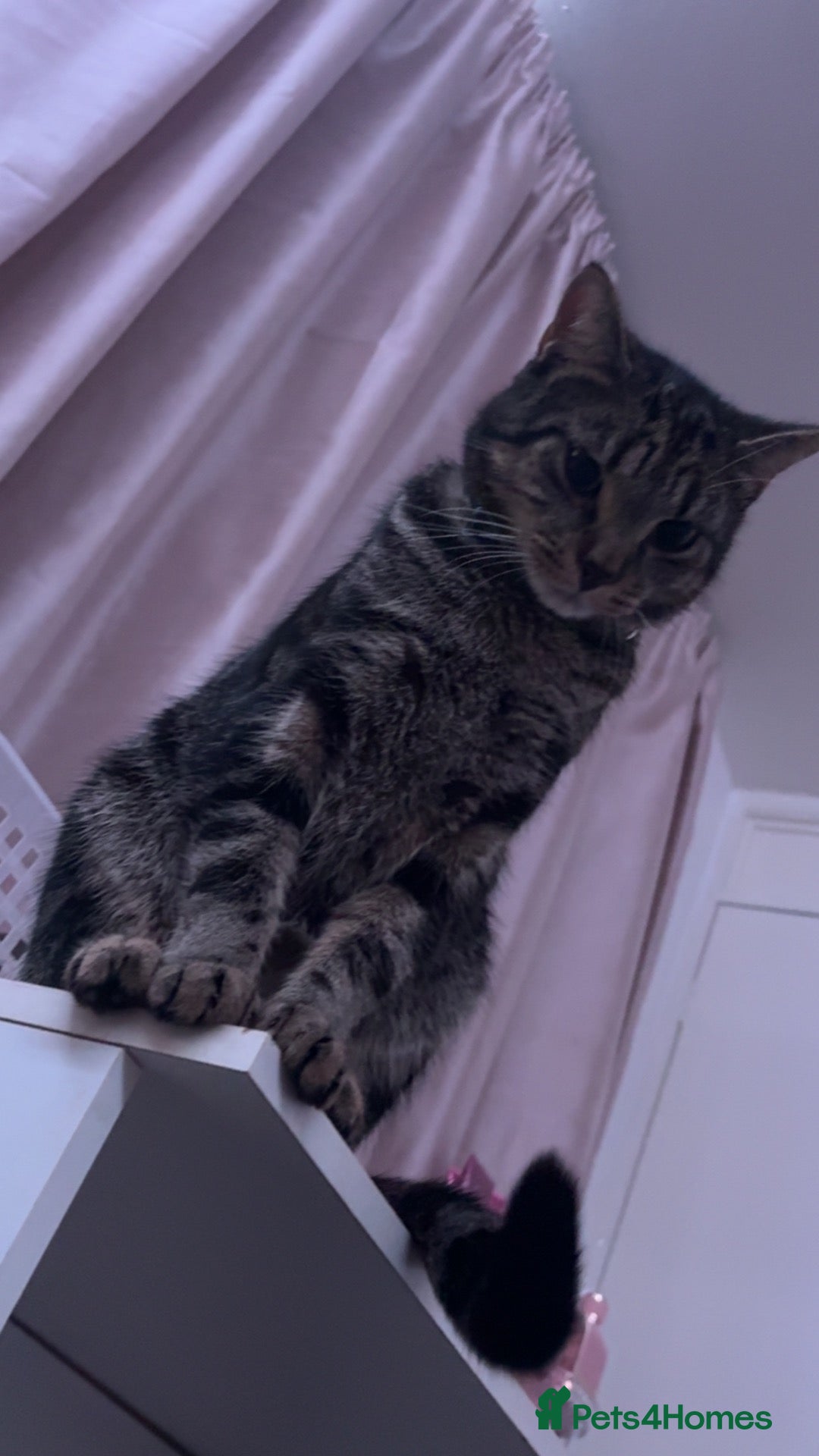 Mixed Breed cats for sale: 1 year old cat  - Advert 3