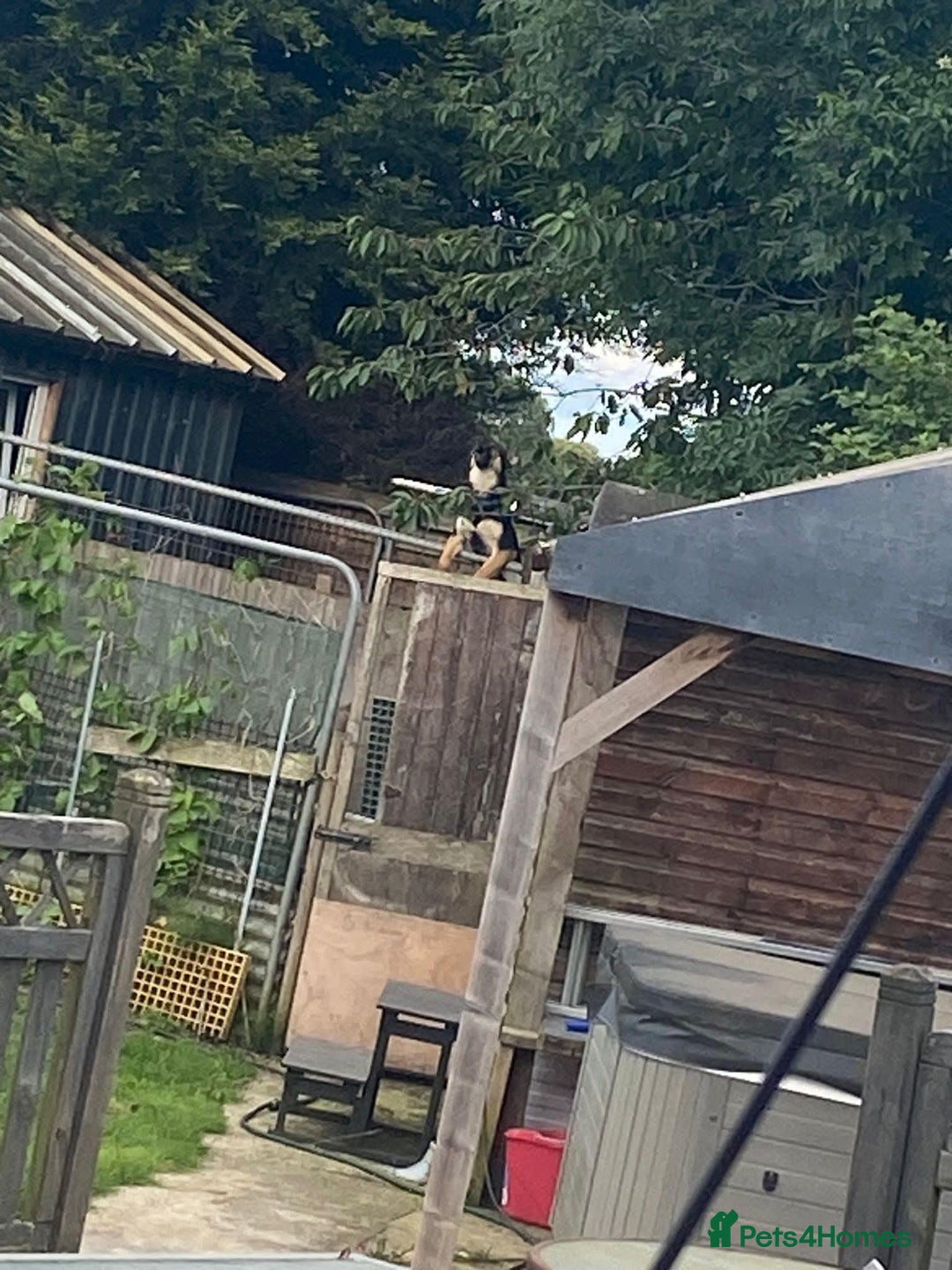 Shepsky dogs for sale: Siberian husky x GSD  - Advert 5