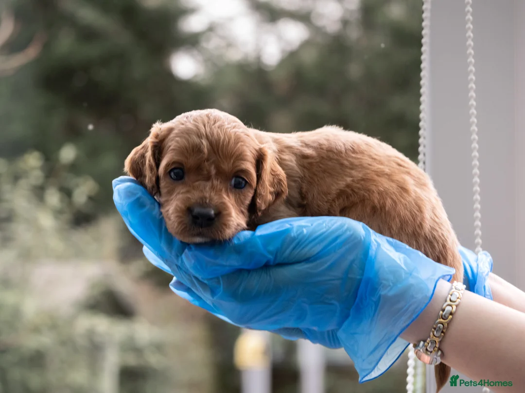 Cavapoo dogs for sale: Adorable Cavapoo Puppies for Sale - Advert 10