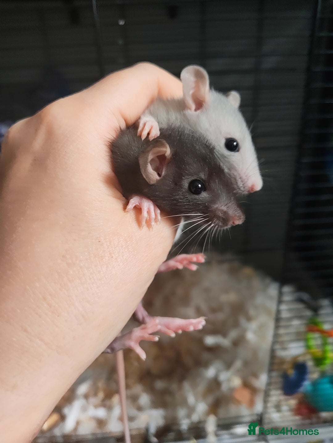 Rat rodents for sale: Baby rats  - Image 2