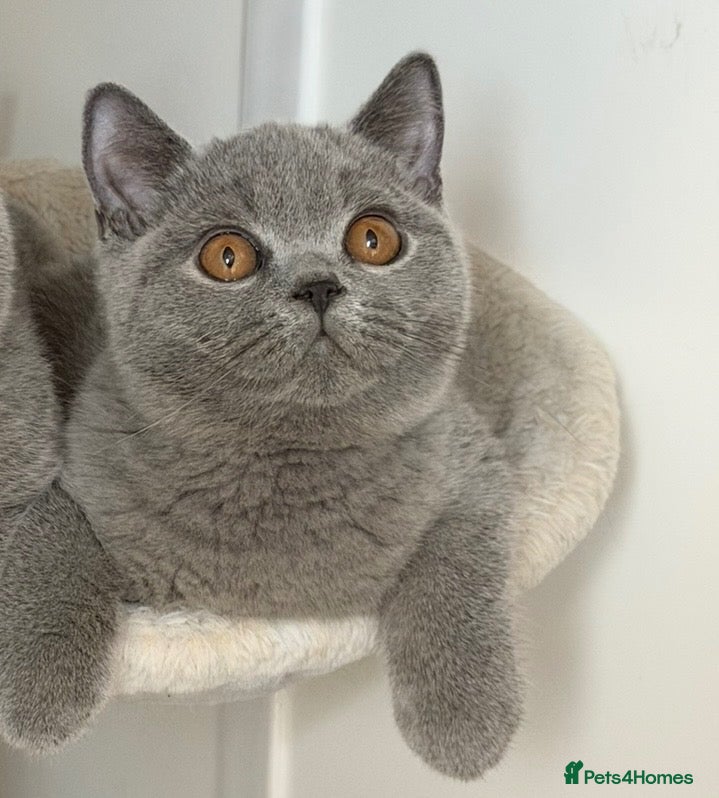 British Shorthair cats for sale: Beautiful boy - Advert 3