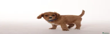 Cavapoo 1