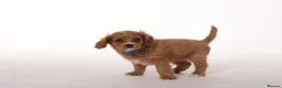 Cavapoo dogs for sale: Beautiful litter of f2 Cavapoo puppies  in Northwich - Advert 4
