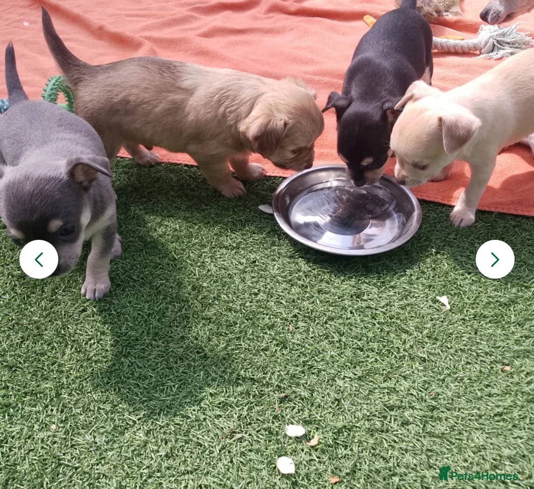 Chihuahua dogs for stud: Reggie the chocolate chi for stud in Ipswich - Advert 20